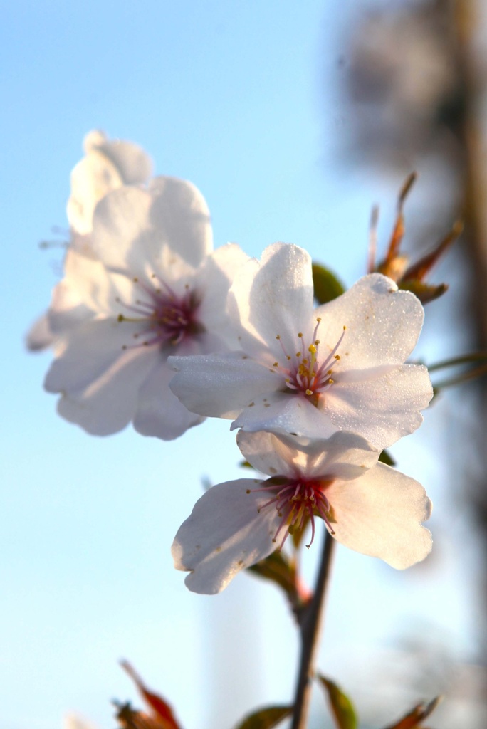 [xx] PRUNUS 'THE BRIDE' (Pot 3 litres, 40-50 cm)