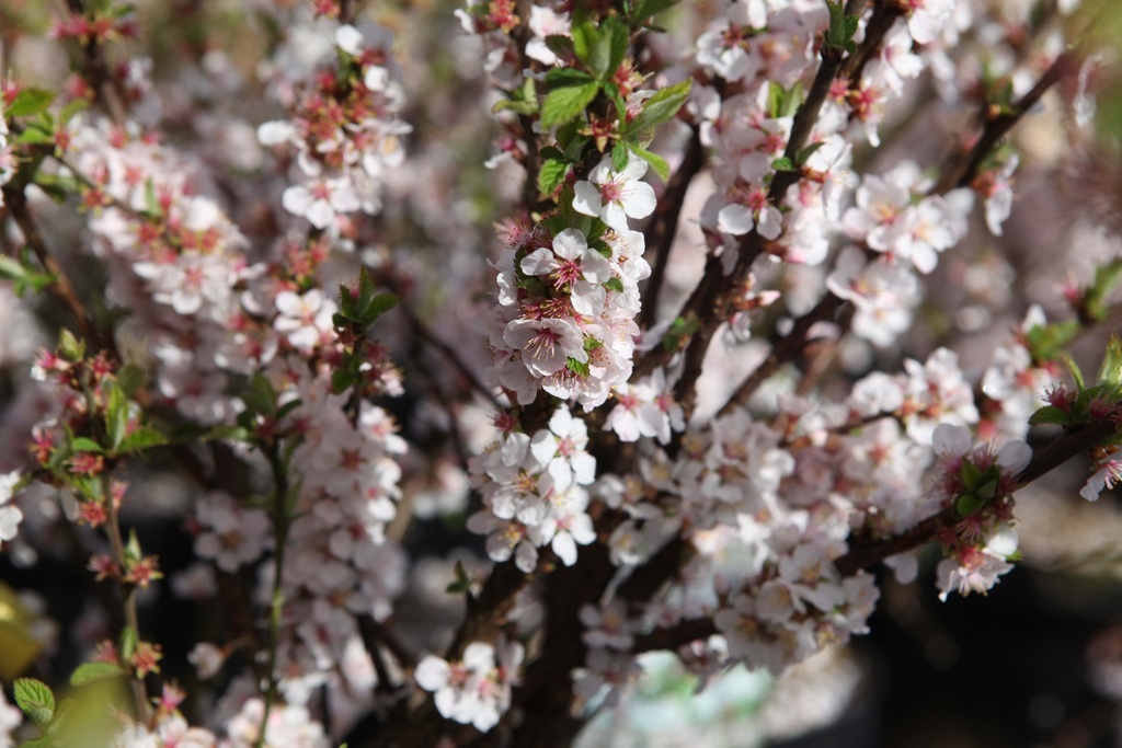 PRUNUS TOMENTOSA