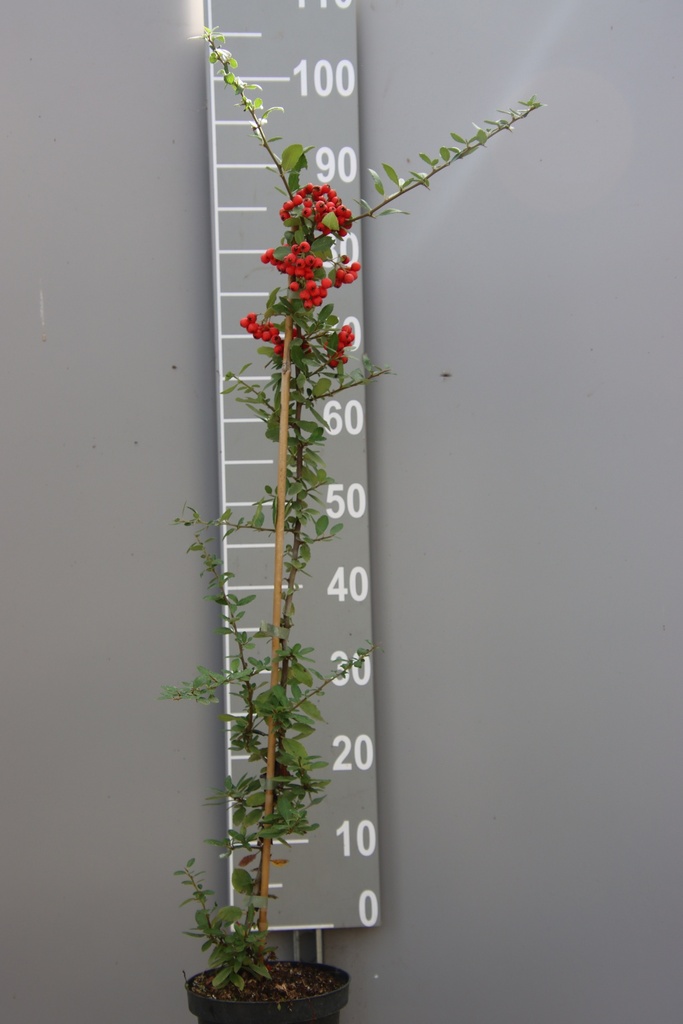 PYRACANTHA COCCINEA 'RED COLUMN'