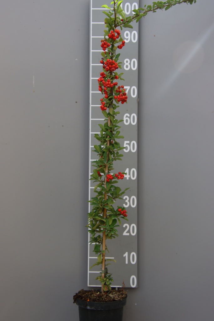 [POGL60C2] PYRACANTHA 'ORANGE GLOW' (Pot 2 liter, 60-80 cm)