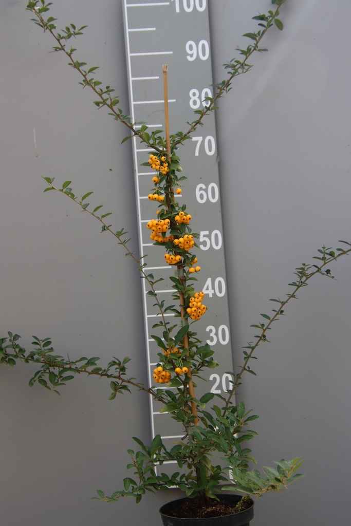 [PSOR60C2] PYRACANTHA 'SOLEIL D'OR' (Pot 2 liter, 60-80 cm)