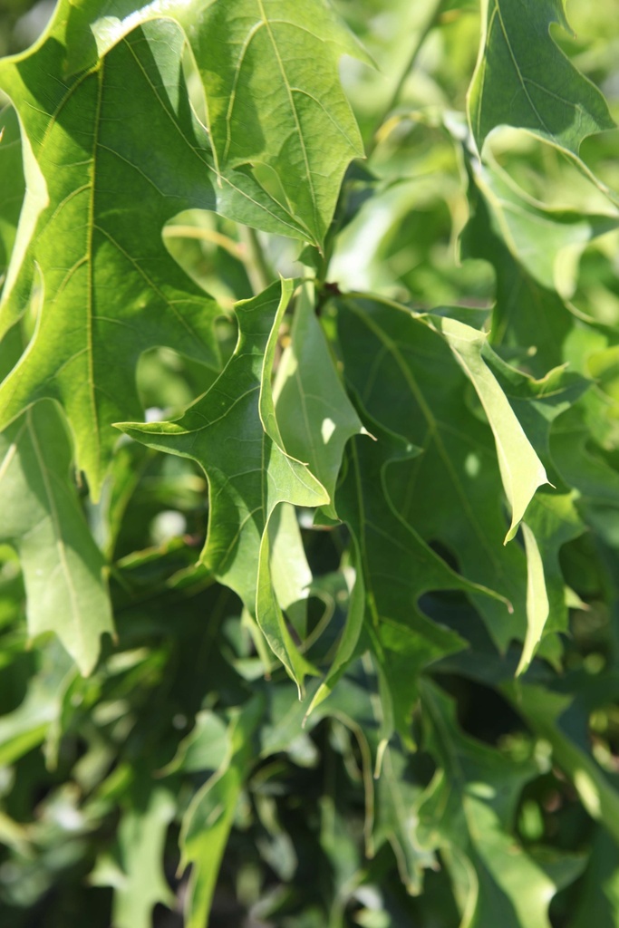 QUERCUS COCCINEA 'SPLENDENS'