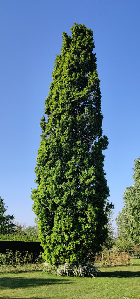 [QRFKO200] QUERCUS ROBUR 'FASTIGIATE KOSTER' (Pot, 200-250 cm)