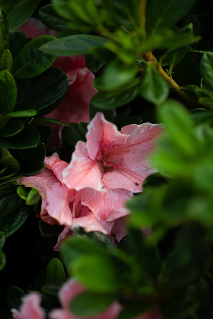 RHODODENDRON (AJ) ENCORE® AUTUMN SUNBURST