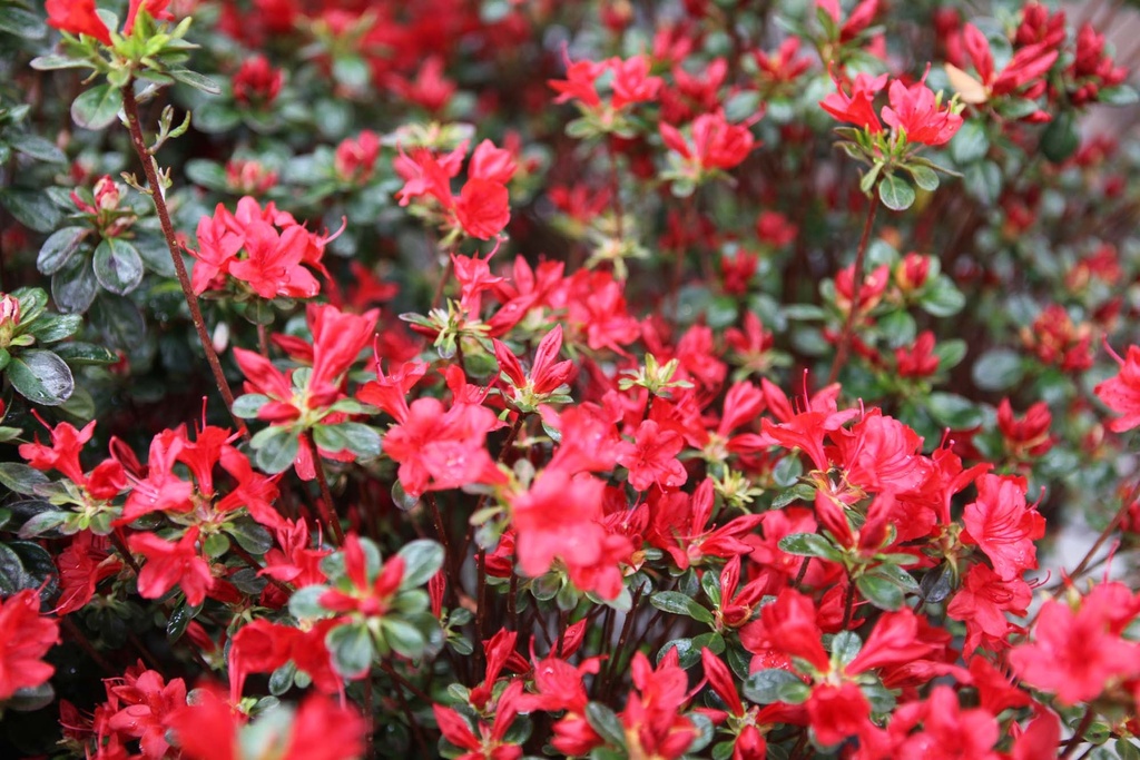 [RAST80C] RHODODENDRON (AJ) 'STEWARTSTONIAN' (Pot, 80-100 cm)