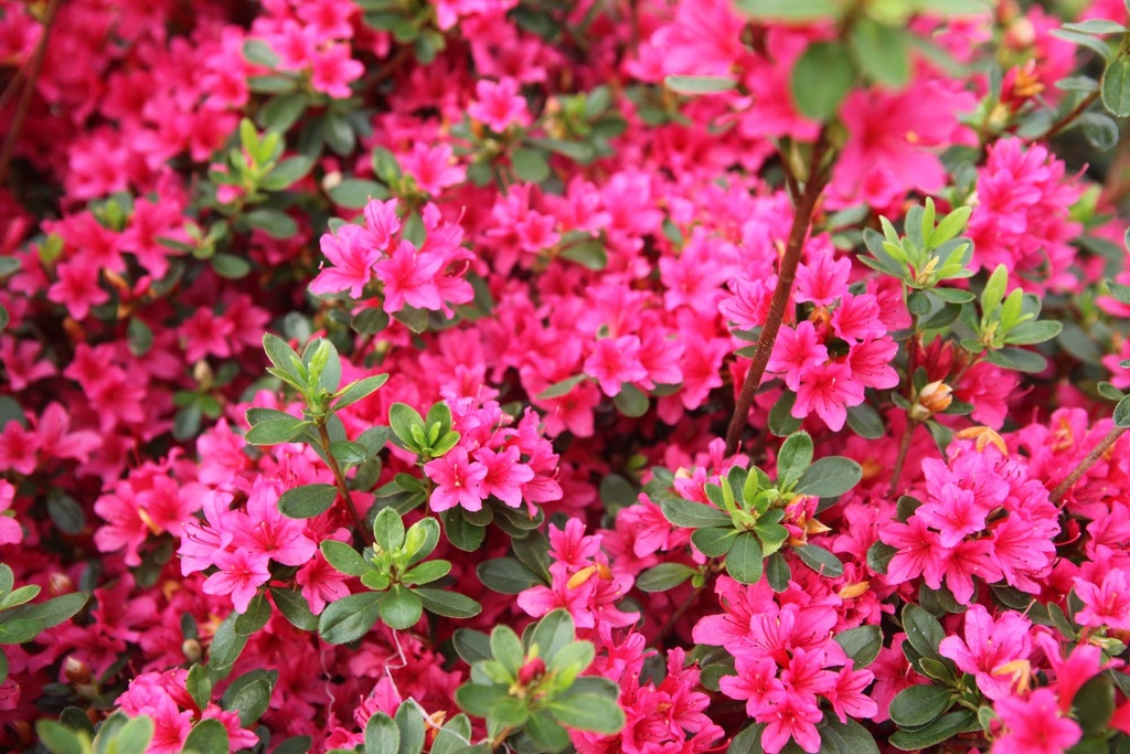 RHODODENDRON (AJ) 'TOREADOR'