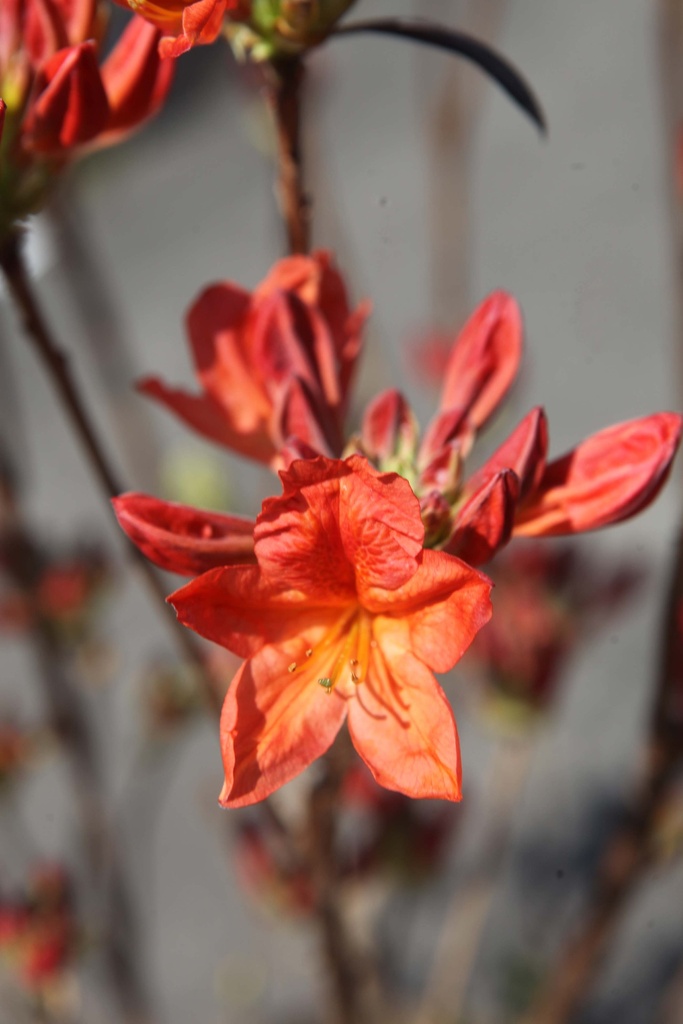 [RAKBRE80C] RHODODENDRON (AK) 'KOSTER'S BRILLIANT RED' (Pot, 80-100 cm)