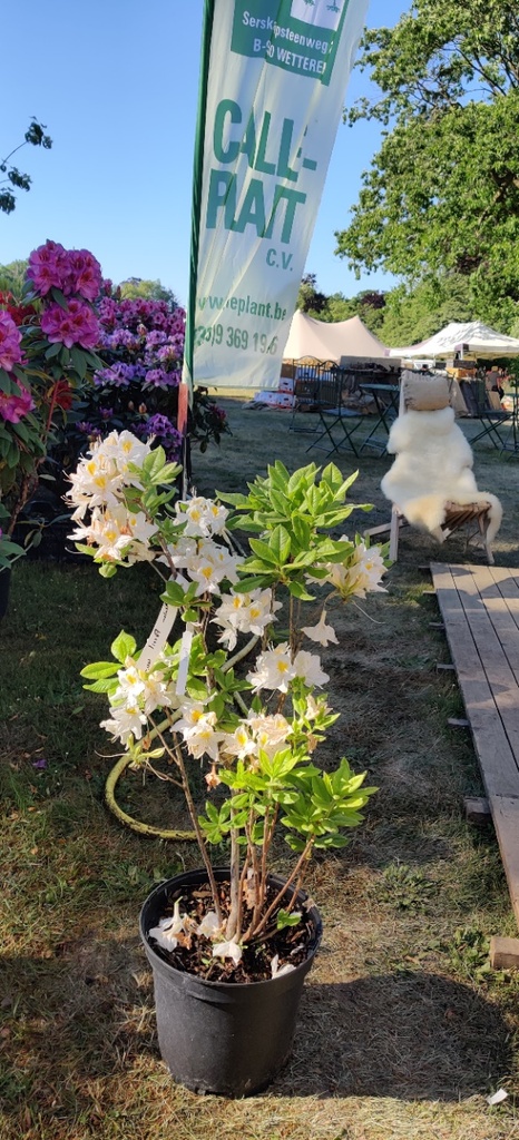 [RAPE80C] RHODODENDRON (AK) 'PERSIL' (Pot, 80-100 cm)
