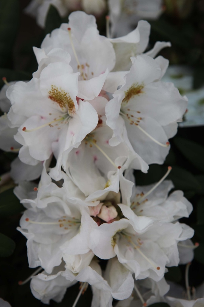 [RYPO30C5] RHODODENDRON (Y) 'PORZELLAN' (Pot 5 liter, 30-40 cm)