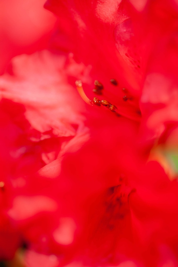 RHODODENDRON 'BADEN-BADEN'