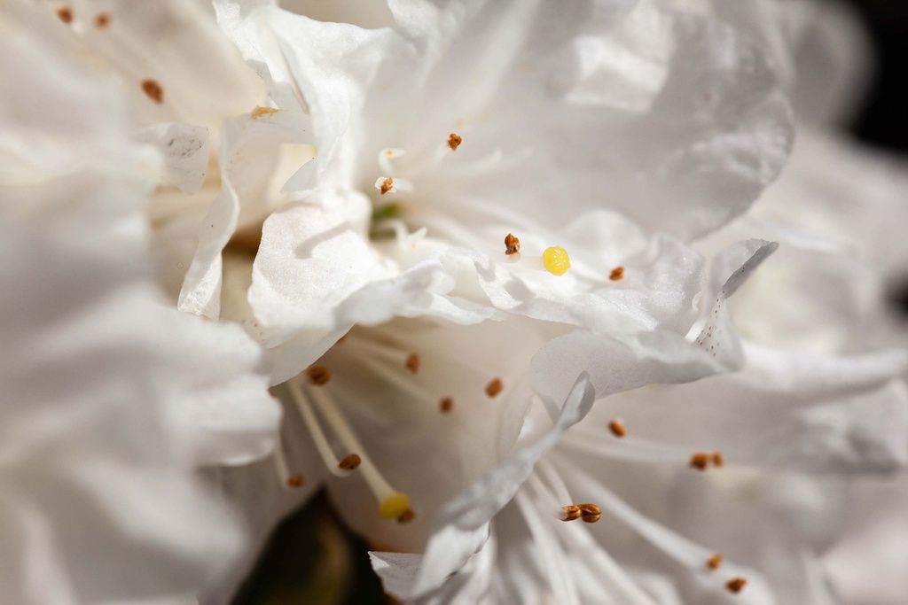 RHODODENDRON 'DORA AMATEIS'