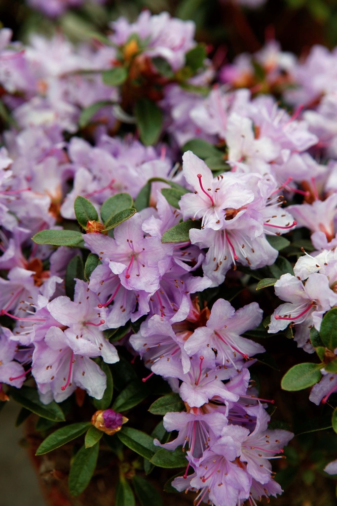 [RIMO25] RHODODENDRON 'MOERHEIM' (Pot 3 litres, 25-30 cm)