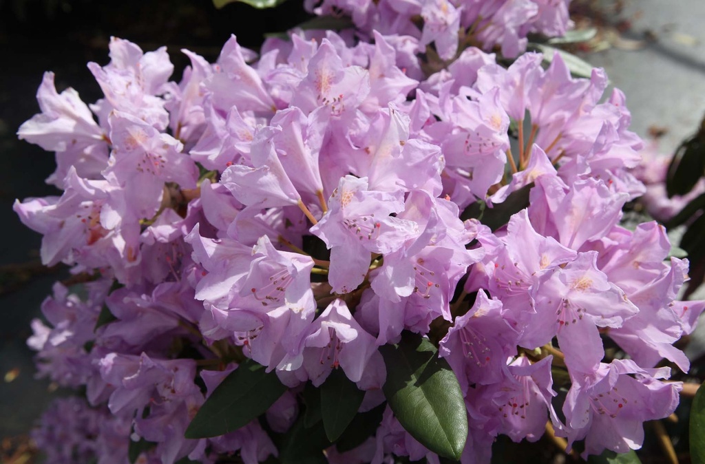 [RPO80] RHODODENDRON PONTICUM (Pot, 80-100 cm)