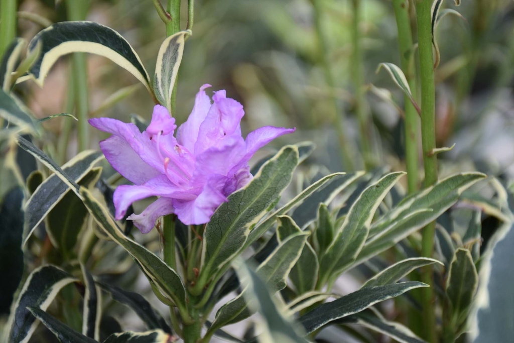 [xx] RHODODENDRON PONTICUM 'VARIEGATUM' (Pot, 80-100 cm)