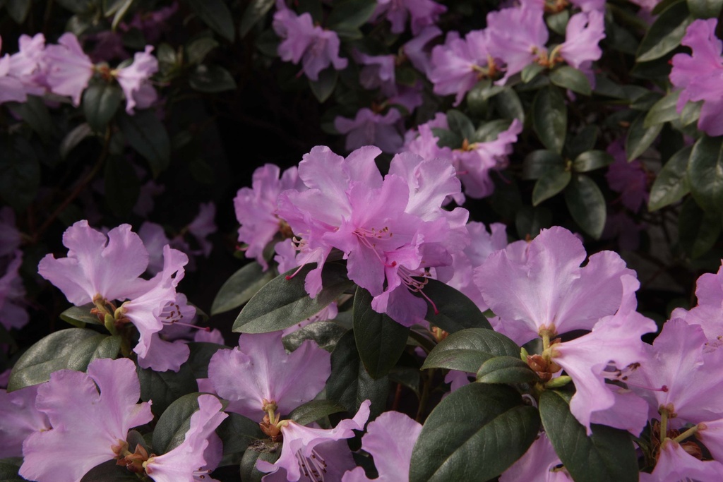 [RPR25] RHODODENDRON 'PRAECOX' (Pot 3 litres, 25-30 cm)
