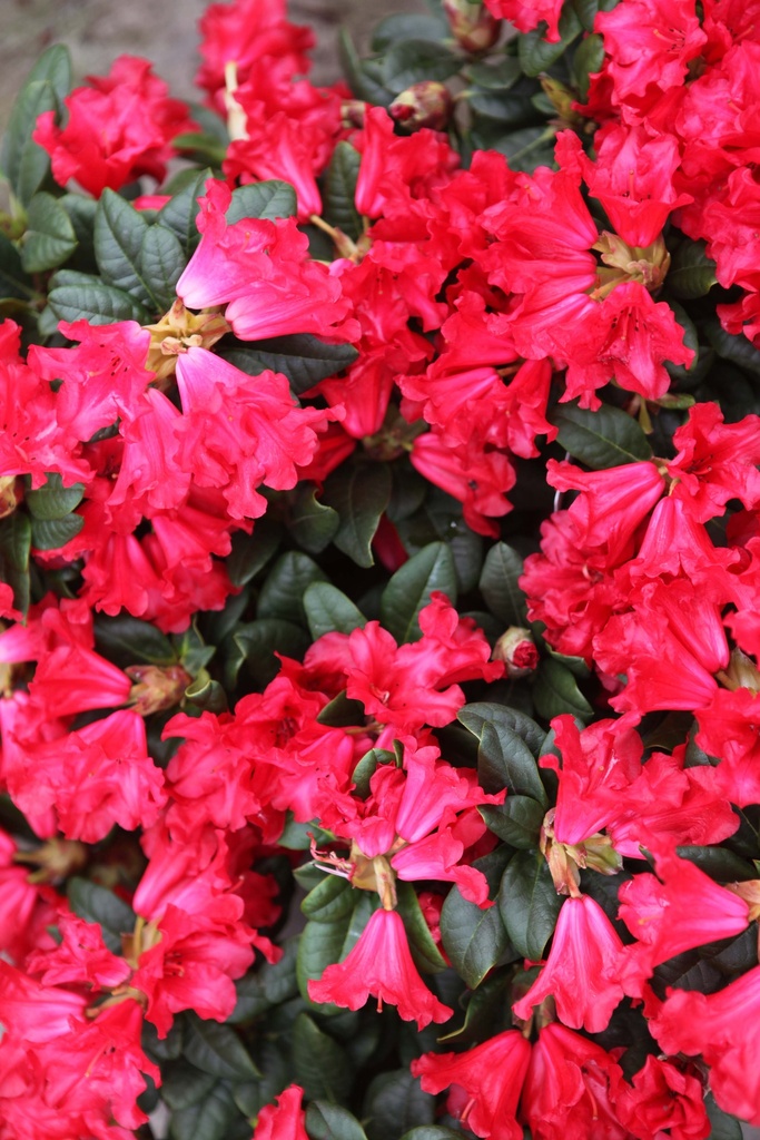 [RFSWO20] RHODODENDRON 'SCARLET WONDER' (Pot 3 litres, 20-25 cm)