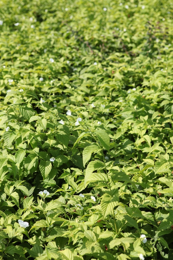[xx] RHODOTYPOS SCANDENS (Pot 3 litres, 30-40 cm)