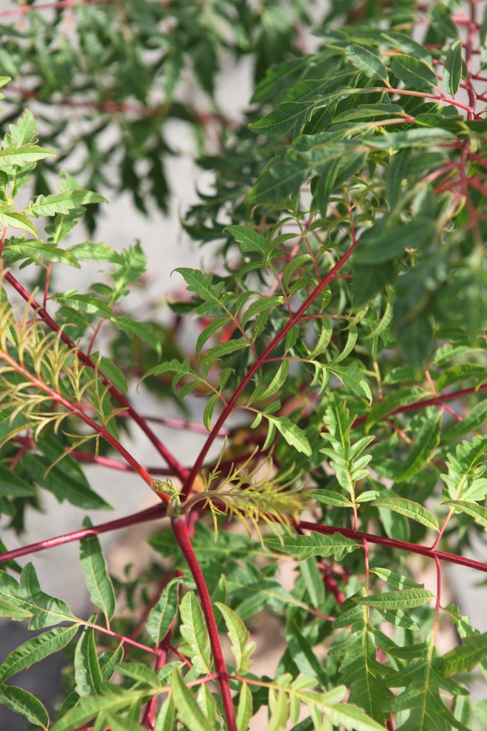 [xx] RHUS GLABRA 'LACINIATA' (Pot 10 liter, 60-80 cm)
