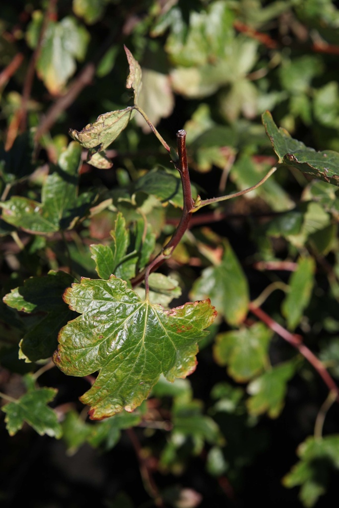 RIBES GORDONIANUM