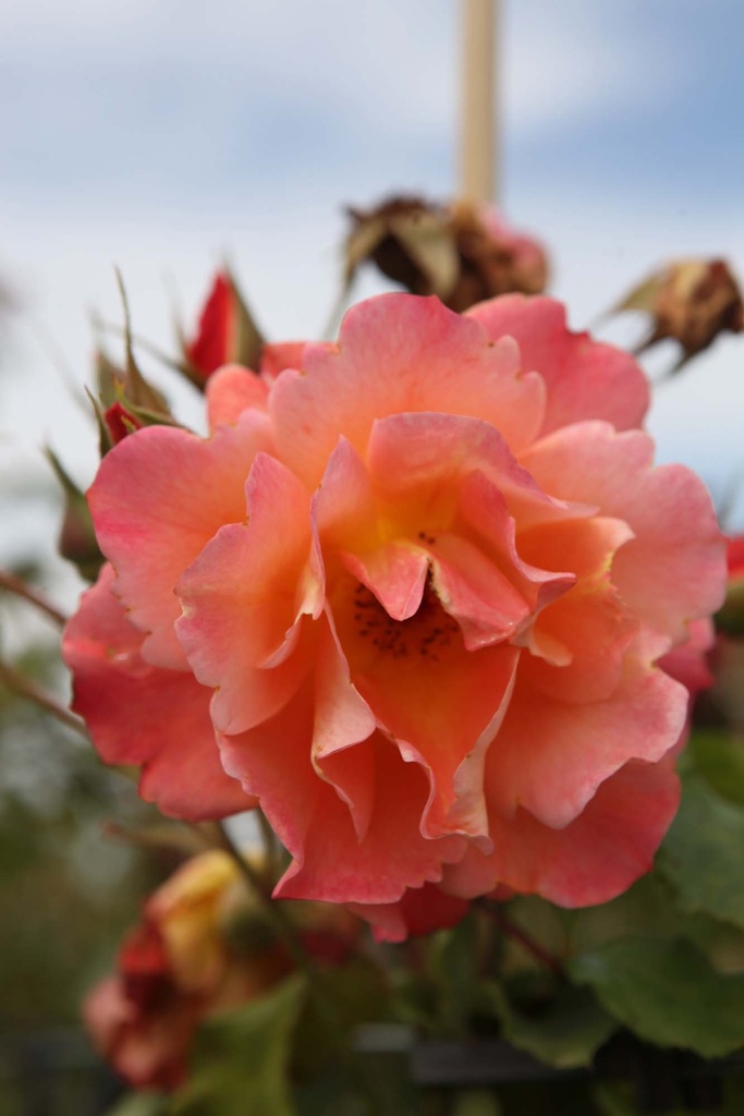[xx] ROSA (H) 'NEVADA' (Pot 3 litres, 60-80 cm)