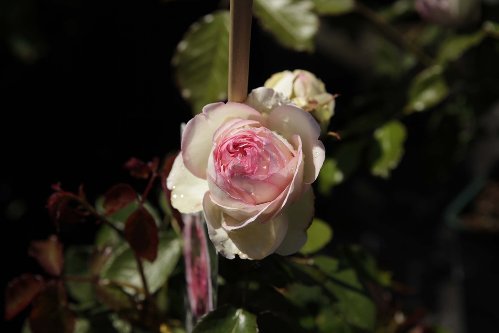 [xx] ROSA (K) 'CONSTANCE SPRY' (Pot 3 litres, 80-100 cm)