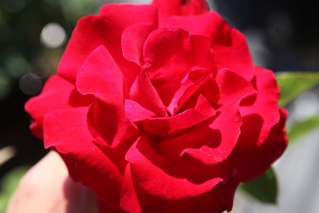 [xx] ROSA (K) 'SANTANA' (Pot 3 liter, 80-100 cm)