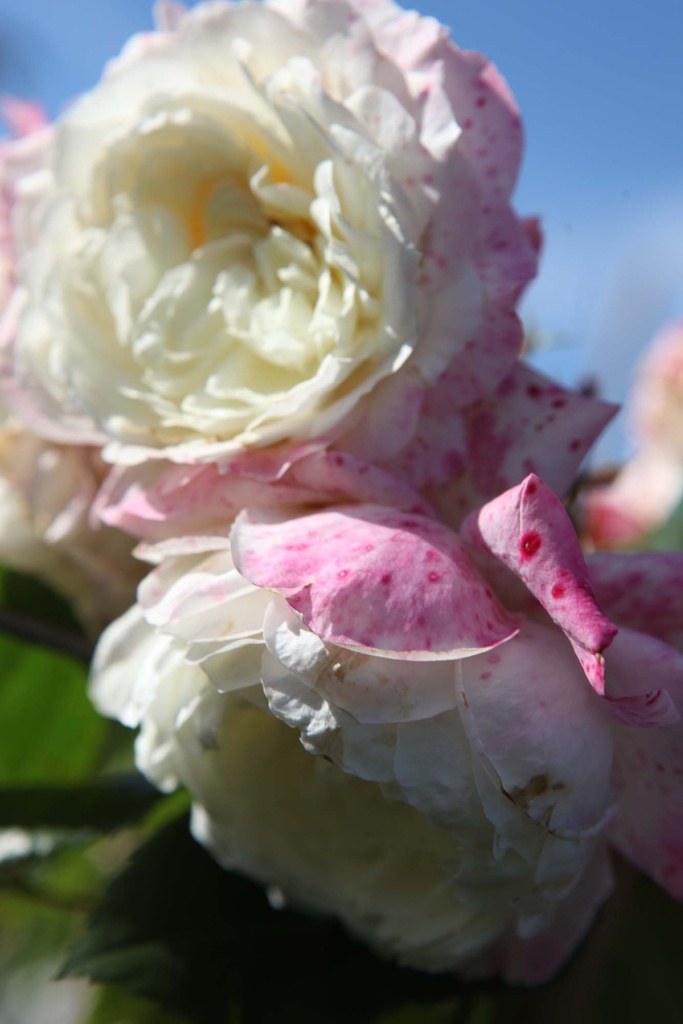 [xx] ROSA (P) 'ALASKA' (Pot 3 litres, 80-100 cm)
