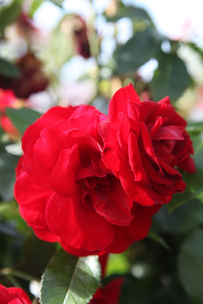 [xx] ROSA 'AMADEUS' (Pot 3 litres, 80-100 cm)