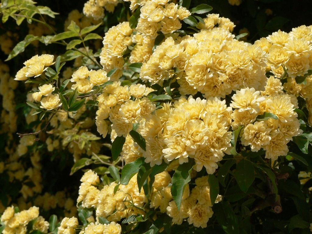 [xx] ROSA BANKSIAE 'LUTEA' (Pot 3 liter, 80-100 cm)