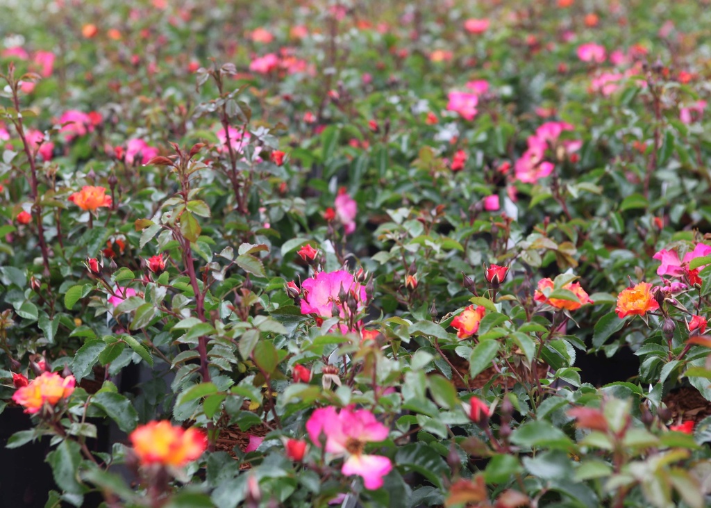 ROSA 'BEE PROUD'