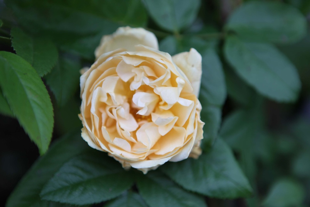 ROSA 'BUFF BEAUTY'
