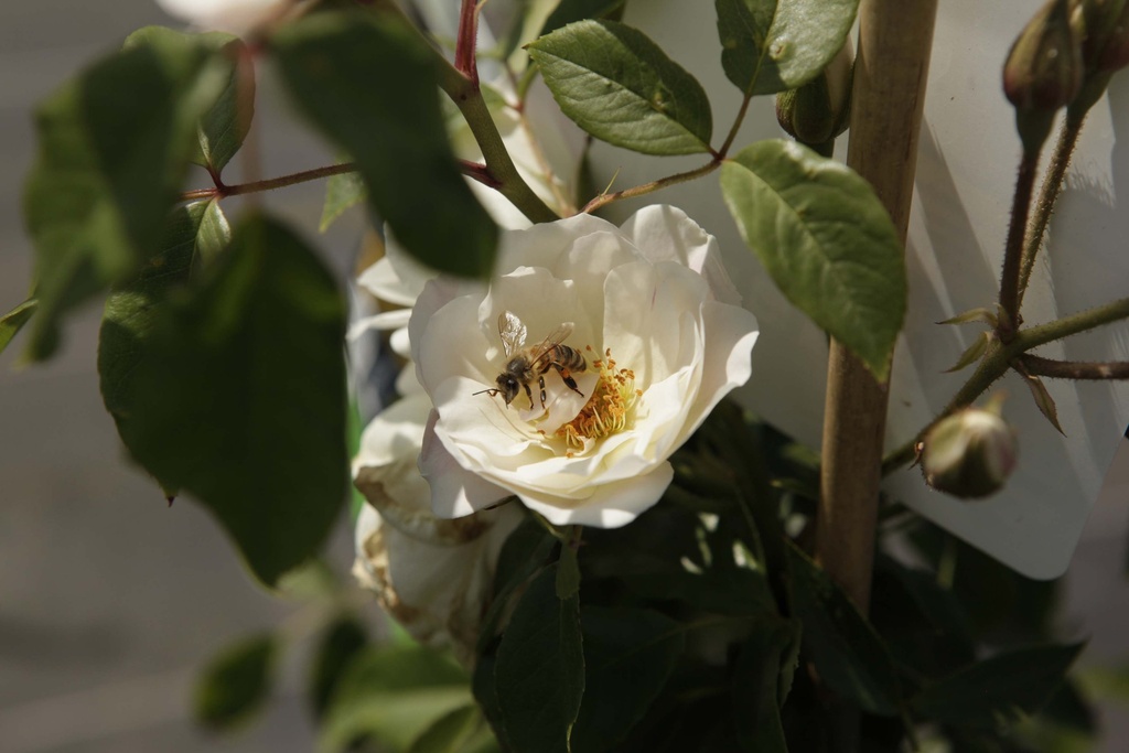 [xx] ROSA 'CLIMBING SCHNEEWITTCHEN®' (Pot 3 liter, 80-100 cm)