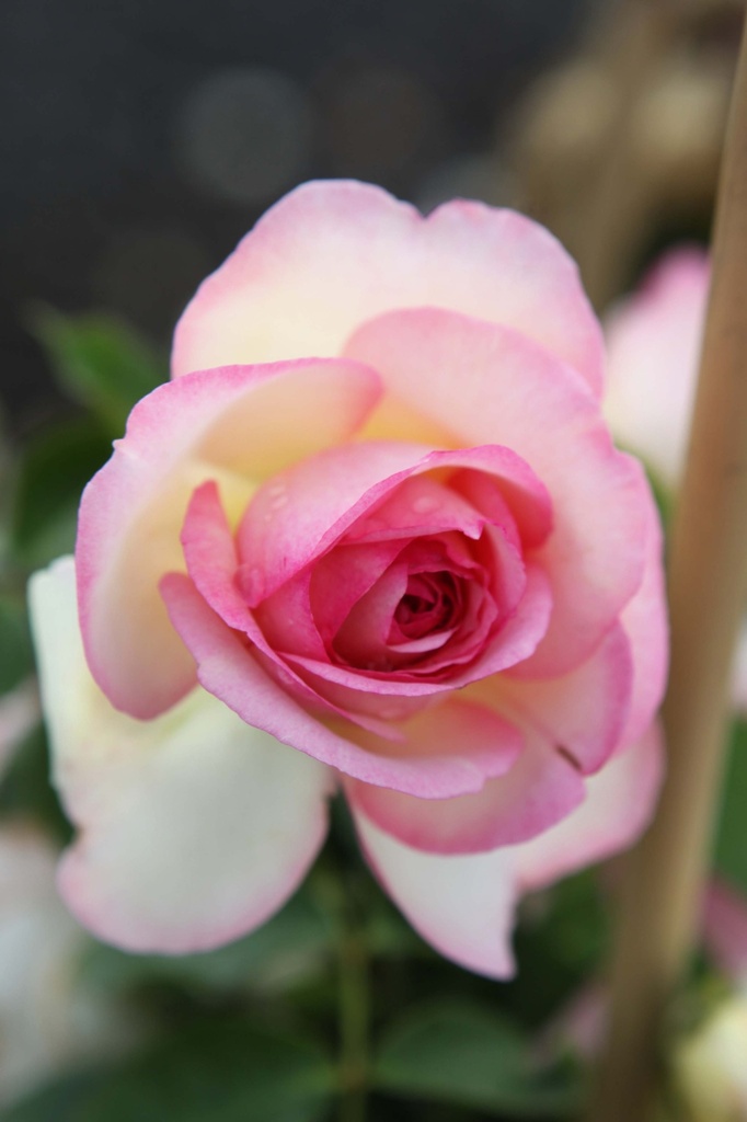 [xx] ROSA 'EDEN ROSE® '88' (Pot 3 liter, 60-80 cm)