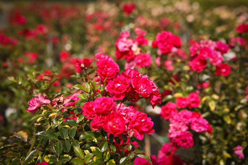 [xx] ROSA 'FAIRY QUEEN®' (Pot, Tige 100 cm)