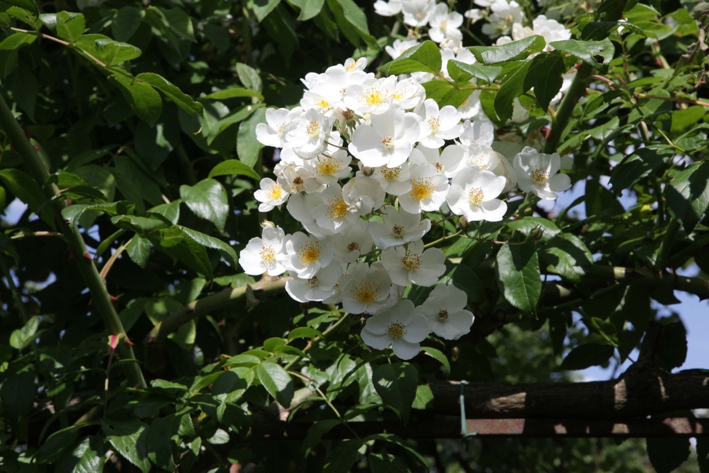 ROSA FILIPES 'KIFTSGATE'