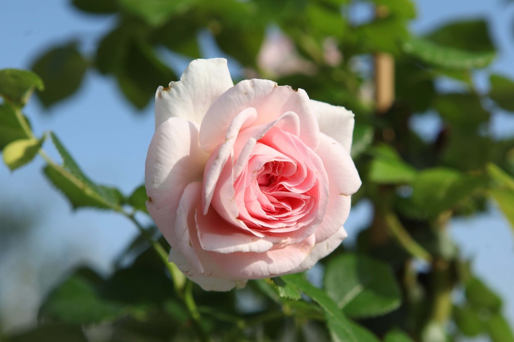 [xx] ROSA 'GIARDINA' (Pot 3 liter, 80-100 cm)