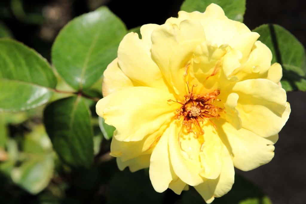 [xx] ROSA 'GOLDEN SHOWERS' (Pot 3 liter, 80-100 cm)
