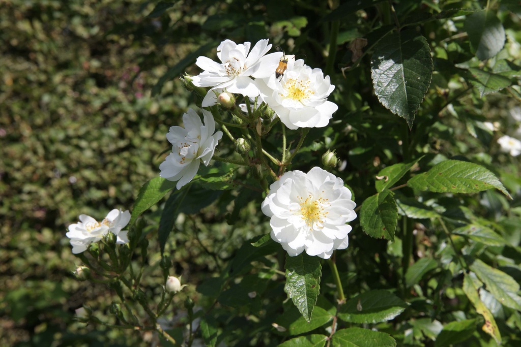 [xx] ROSA 'GUIRLANDE D'AMOUR®' (Pot 3 liter, 80-100 cm)