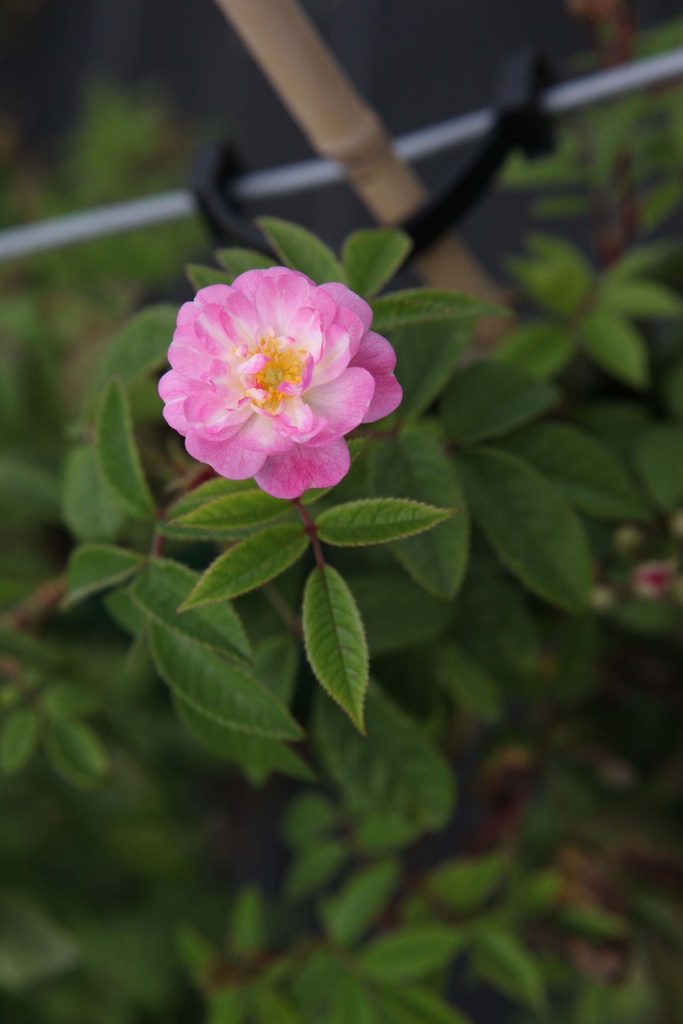 [xx] ROSA 'GUIRLANDE ROSE®' (Pot 3 litres, 60-80 cm)