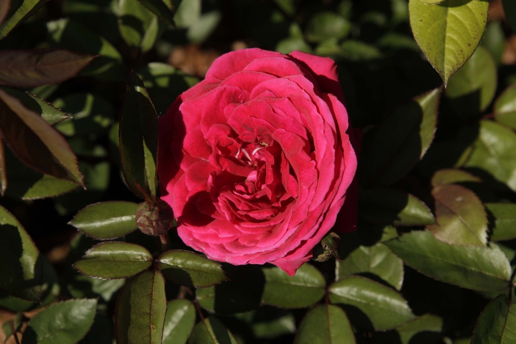 [xx] ROSA 'KASHMIR®' EASY ELEGANCE® (Pot 3 liter, 40-60 cm)