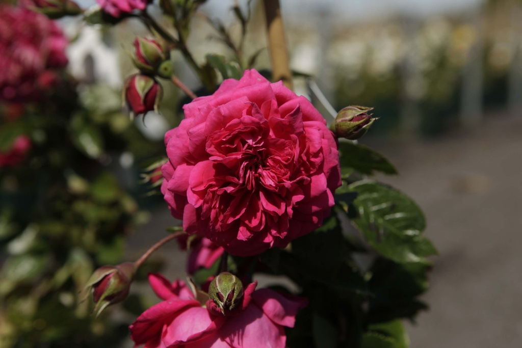 [xx] ROSA 'LAGUNA' (Pot 3 litres, 80-100 cm)