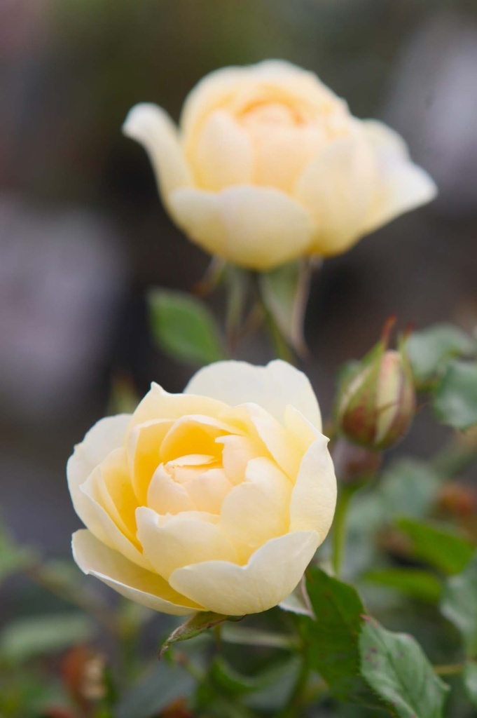 [xx] ROSA 'LUCKY' (Pot, 100 cm stam)