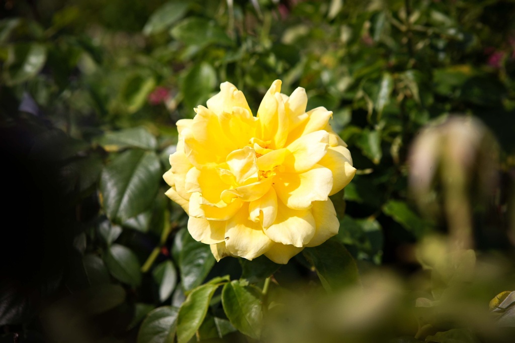 [xx] ROSA 'MELLGOLD' (Pot, Tige 100 cm)