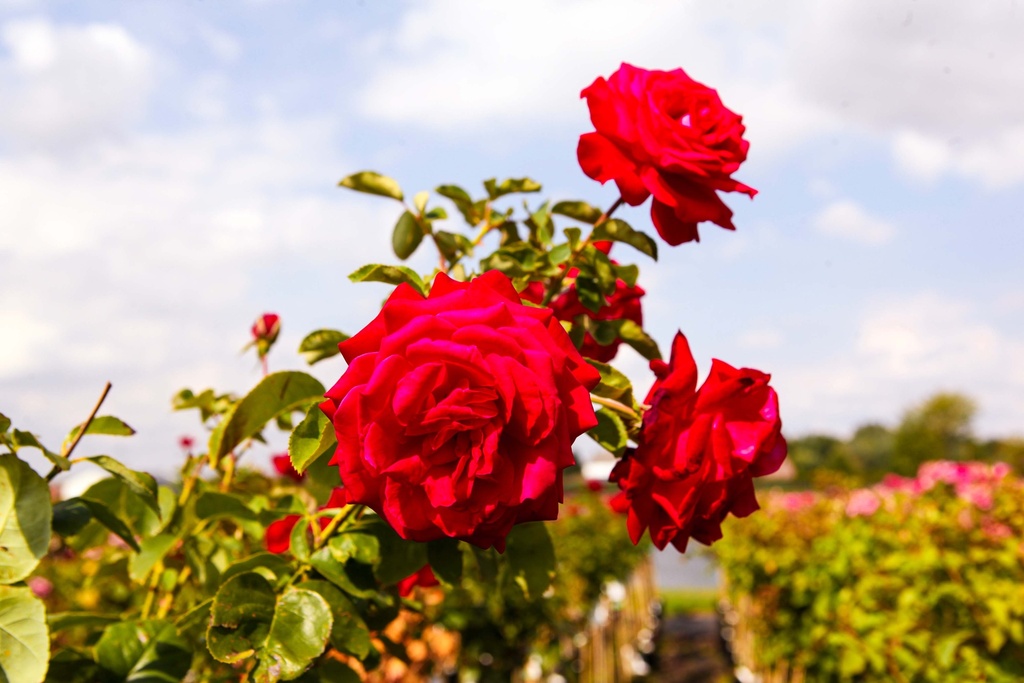 ROSA 'MELROSE'
