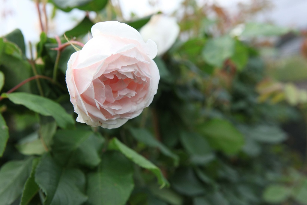 [xx] ROSA 'MME ALFRED CARRIÈRE' (Pot 3 liter, 80-100 cm)