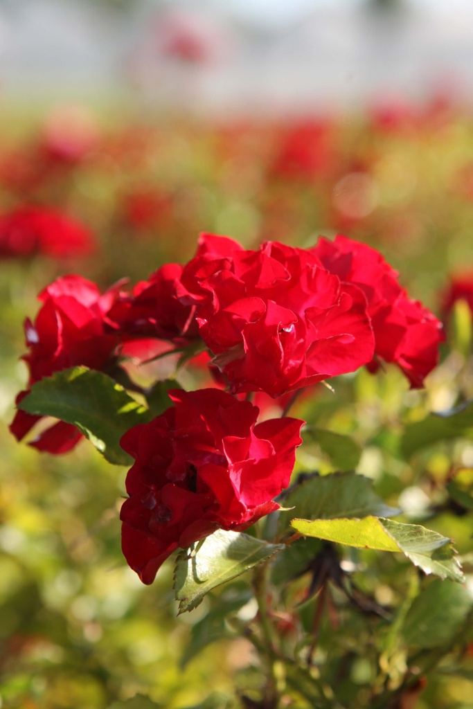 [RMFEELC3] ROSA 'MYSTIC FAIRY' EASY ELEGANCE® (Pot 3 litres, 40-60 cm)