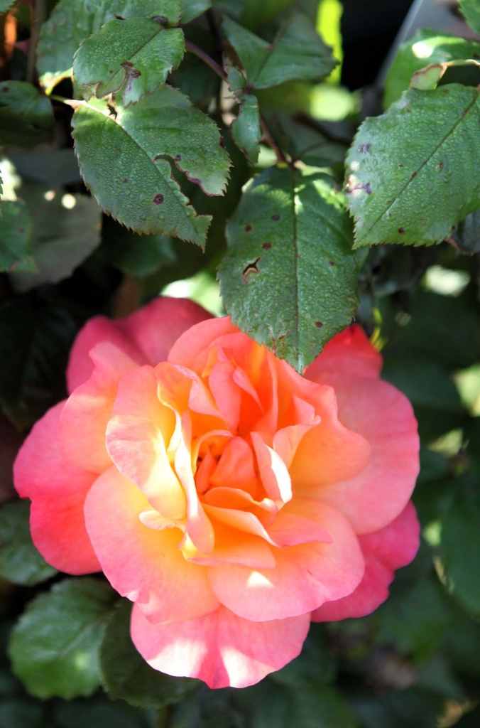 [xx] ROSA 'PHYLLIS BIDE' (Pot 3 liter, 80-100 cm)