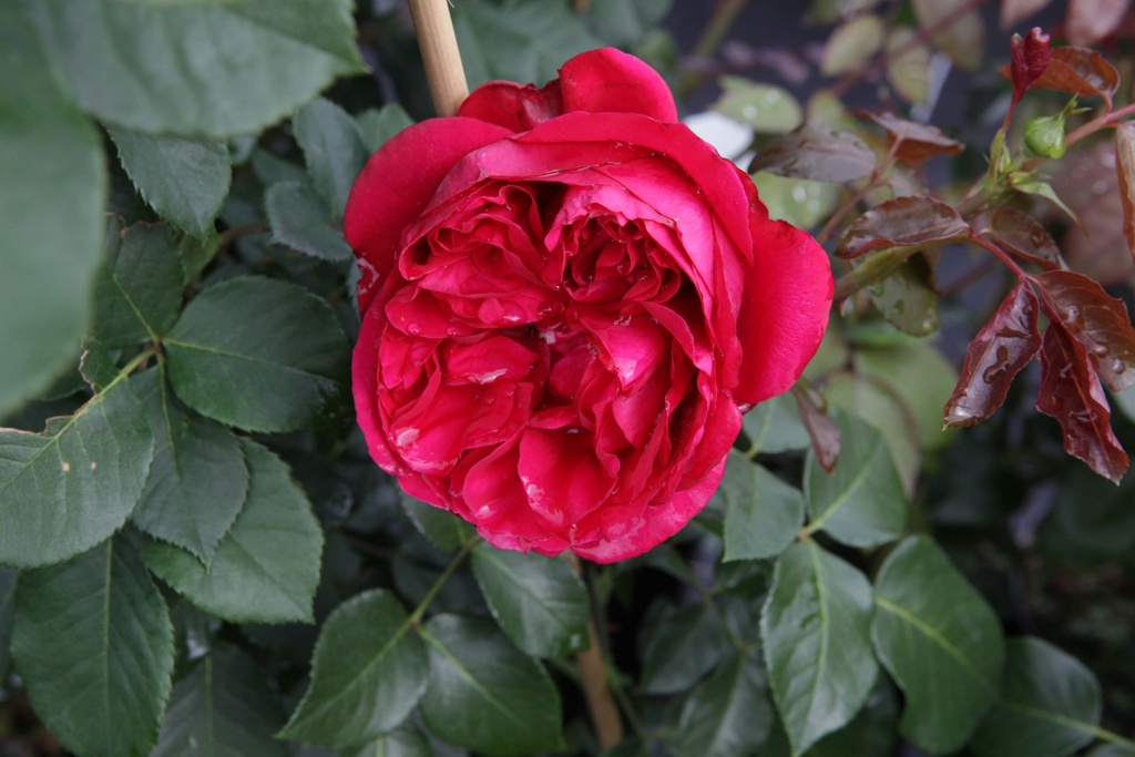 [xx] ROSA RED EDEN ROSE® (Pot 3 liter, 80-100 cm)