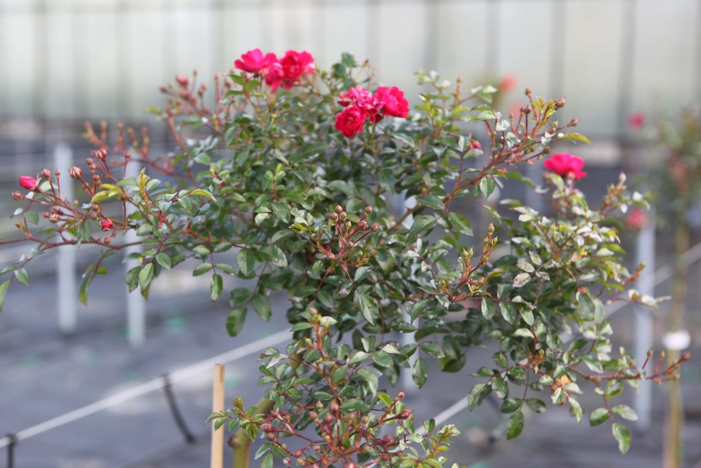 [RRFAC] ROSA 'RED FAIRY' (Pot 15 cm, 20-25 cm)