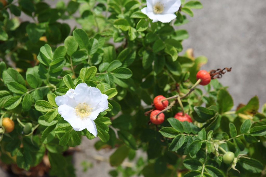 [xx] ROSA RUGOSA 'ALBA' (Pot 3 litres, 40-50 cm)